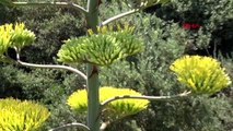 İzmir'de, UNESCO'nun dünya mirası listesindeki agave bitkisi çiçek açtı