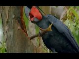 NATURE | Parrots in the Land of Oz | Preview | PBS