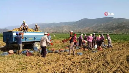 Patates üreticisi ithalattan dolayı sıkıntıda