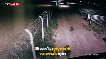 Ayılar yiyecek aramak için güneş santraline girdi