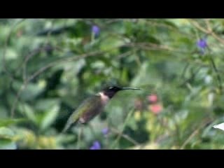 Le Colibris a gorge rubis