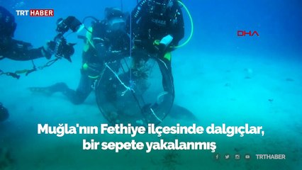 Ölmek üzere olan zehirli aslan balığını dalgıçlar kurtardı