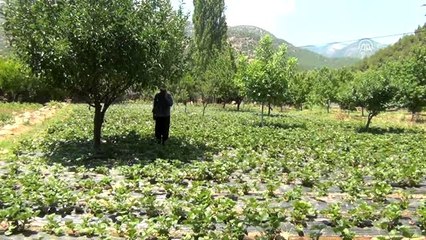 Amanoslar'da çilek hasadı sürüyor