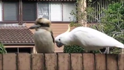 Un cacatoès taquine un kookaburra