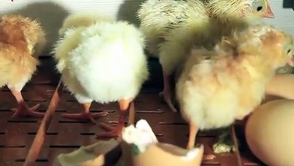 양산출장안마 -후불100%ョØ1ØE6814E3375｛카톡VR19｝ 양산전지역출장안마 양산오피걸 양산출장마사지 양산안마 양산출장마사지 양산콜걸샵オカガ