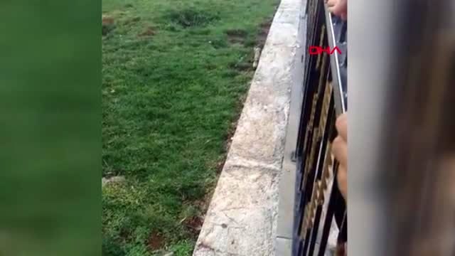 ŞANLIURFA Siverek'te, alaca sansar görüldü