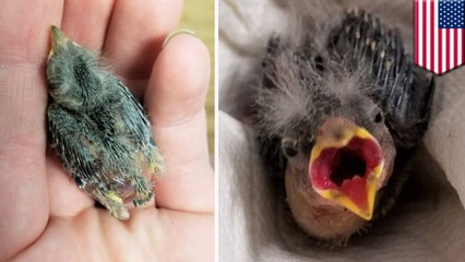 Drunken dudes use Uber to rescue injured baby bird in Utah