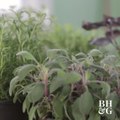 DIY Miniature Herb Garden You Can Make in an Hour