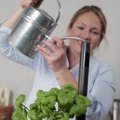 How to Make a Self-Watering Container