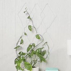 How to Make a Trailing Plant Wall Hanger