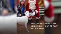 This Dream Job Will Pay You $100 An Hour To Play With Puppies