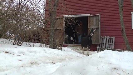 Goat Hikes Are the Coolest Way to Explore Maine