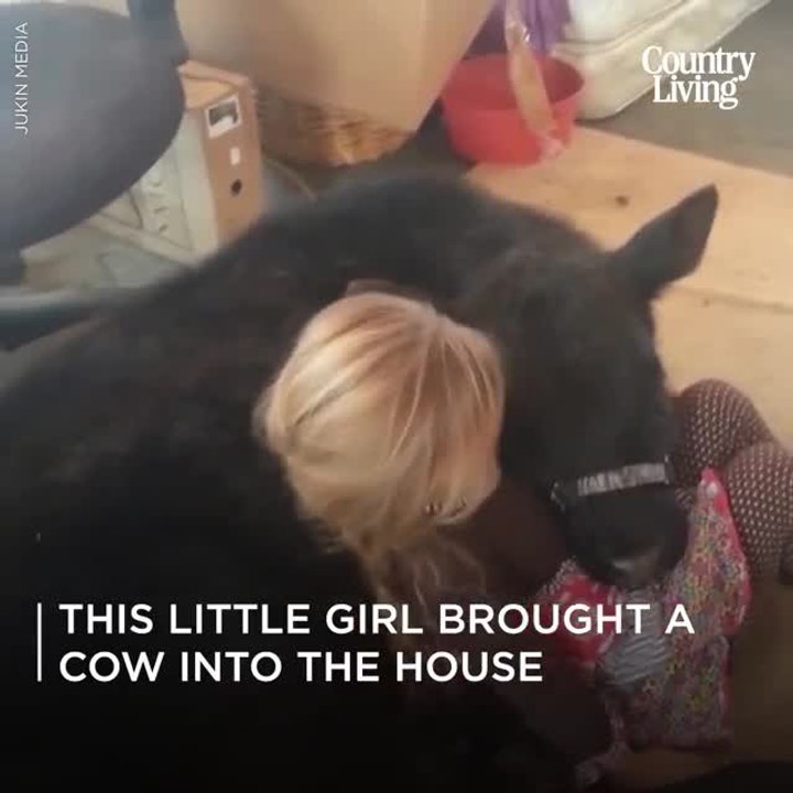 Girl Lets Cow Inside