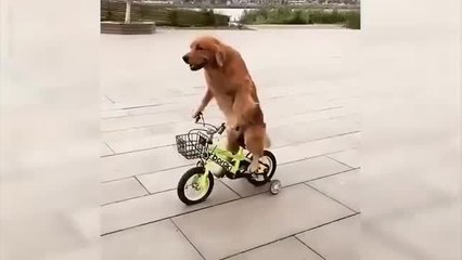 These Pets Love to Ride Bikes