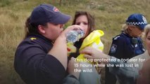 This Dog Protected A Toddler For 15 Hours In The Wild