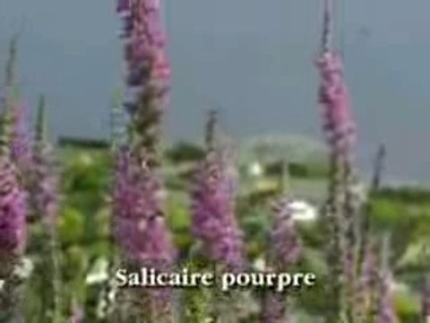 Les espèces exotiques envahissantes 60 secondes