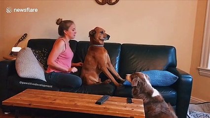 US dog learns how to trust fall with his owners