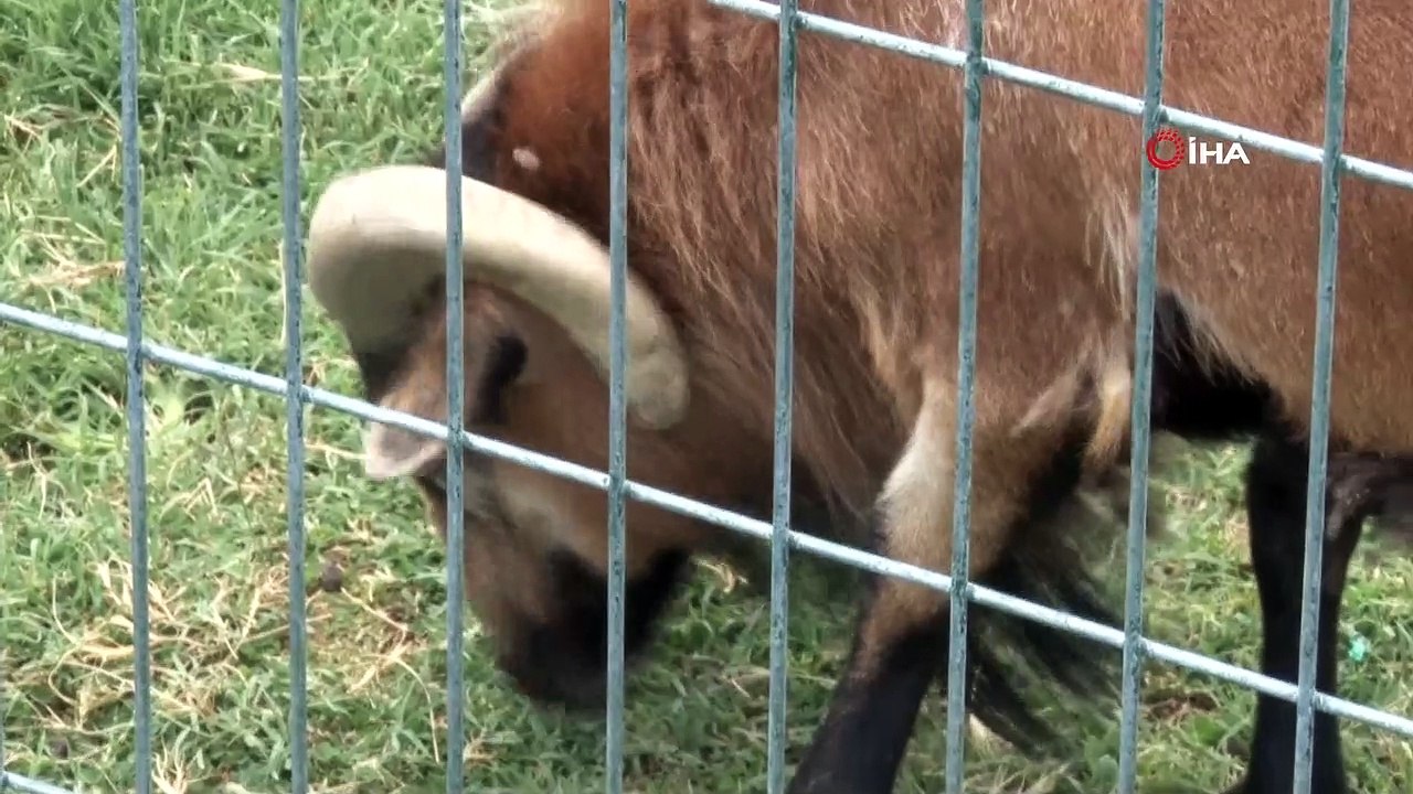 Boz ayıların buzlu meyve kokteyli keyfi