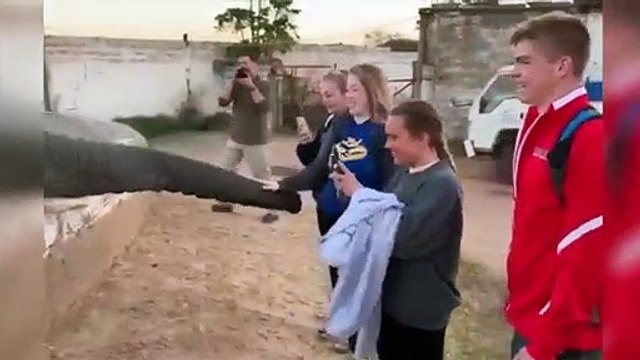 Este elefante no quiere fotos: trompazo directo deja en shock a estos jóvenes