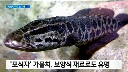 청계천에 나타난 포식자…장마와 함께 찾아온 ‘가물치’