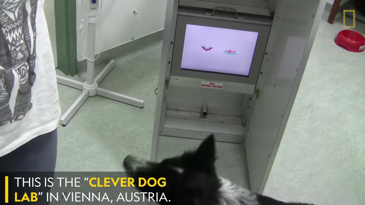 Brain Games for Dogs