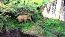 Elephants vs Electric Fences