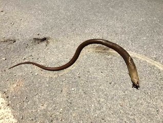 Uzmanlar uyardı: Çiftçi dostu kertenkeleleri yılan sanıp öldürmeyin