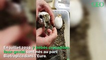 Naissance en Normandie de bébés crocodiles d'une espèce menacée