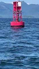 Sea Lions Launch onto Buoy to Relax