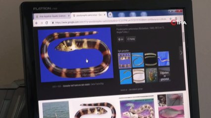 Eğerli yılan balığı Atlas Okyanusu'nu geçti, Antalya'da oltaya takıldı