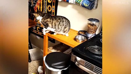 Dogs and Cat Funny Moments | Funny Animals Compilation 2019  TRY NOT TO LAUGH