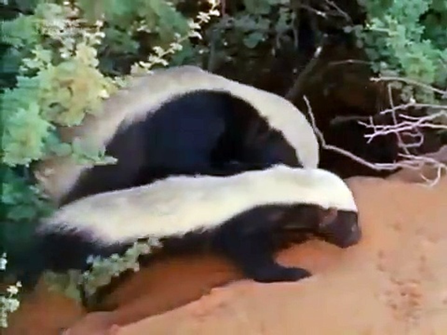 National Geographic Snake Killers Honey Badgers Of The Kalahari Video Dailymotion