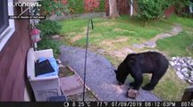 شاهد: كلب شجاع يطارد دباً غزا حديقة جيرانه في نيو جيرسي