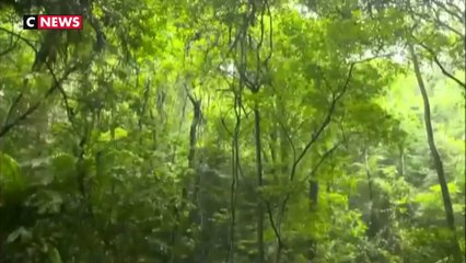 La réserve naturelle de Dinghushan, berceau de la prise de conscience écologique chinoise