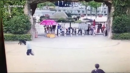 Police catch runaway chimpanzee who escaped from its enclosure in Chinese zoo