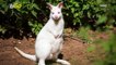 Bright & Wild! Check Out This Rare Albino Wallaby That Has To Wear Sunscreen For Protection!