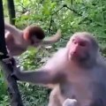 Adorable ! Ce bébé singe adore faire des câlins à sa maman.