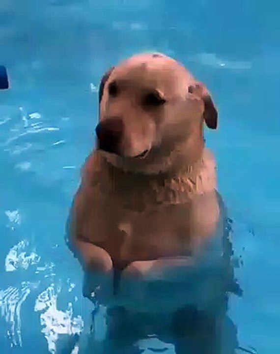 Ce chien est tombé dans une piscine. Regardez le !