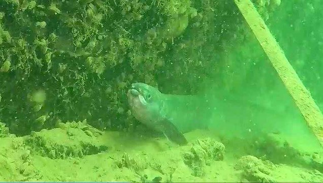 Il y a anguille sous roche