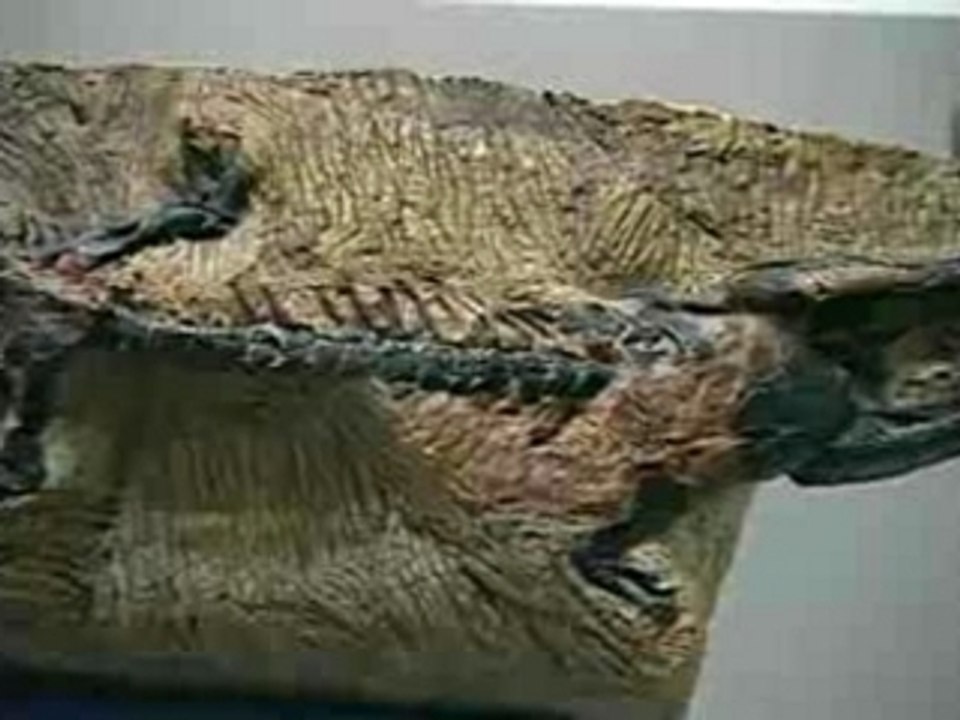 Fundy Geological Museum of Nova Scotia