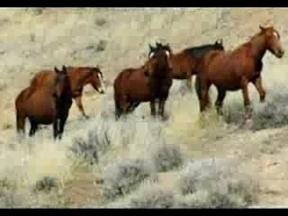 Chevaux sauvage