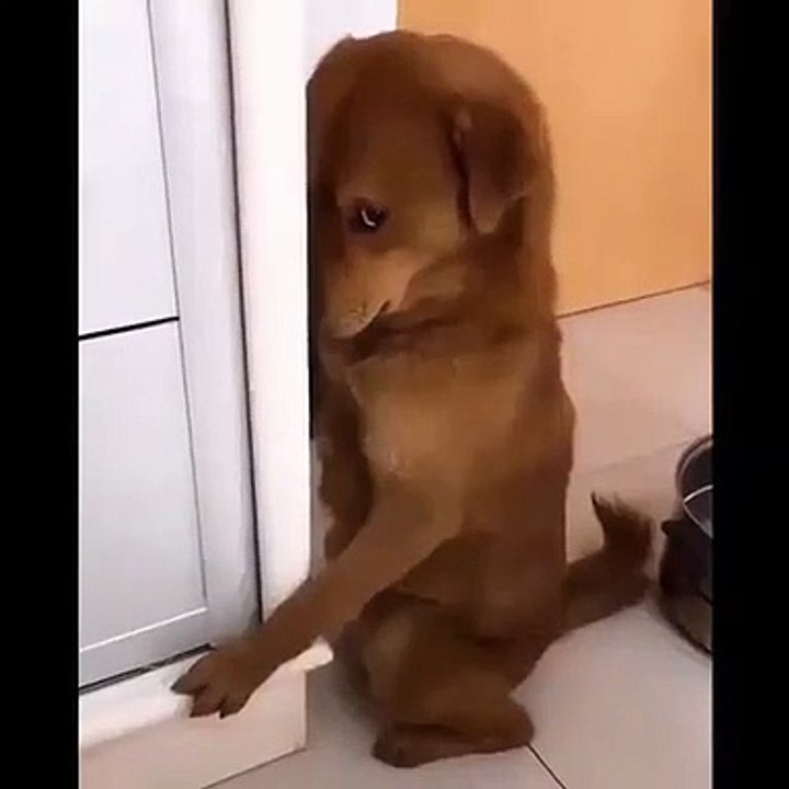 Quand un chiot s'est fait gronder et se cache parce qu'il a honte. Craquant !