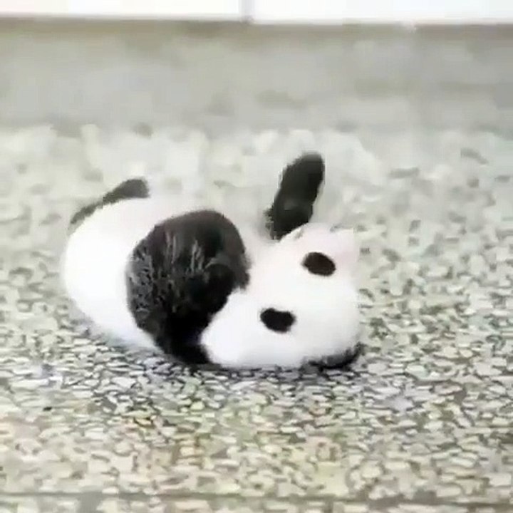 Regardez cette petite mignonne panda qui se roule dans la neige. Trop cute !