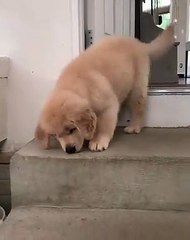 Brave petit chiot ! Il a enfin pu descendre l’escalier tout seul !