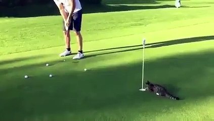 Ce chaton est déterminé à ne laisser passer aucune balle. Hilarant !