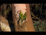 NATURE | Parrots in the Land of Oz | Budgie Mating  | PBS