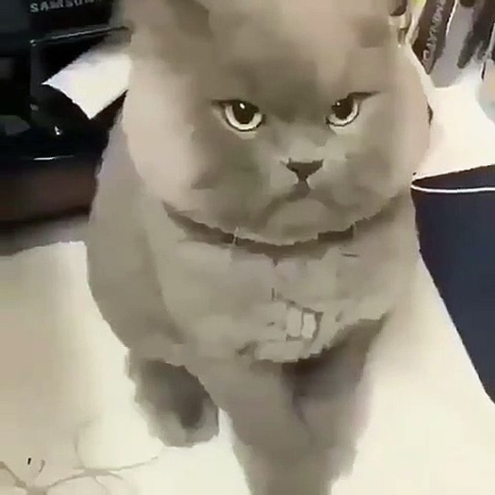 Quand ton chaton boude parce qu'il a faim, voici ce que ça donne !