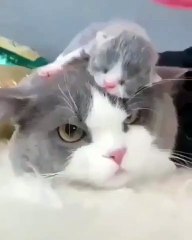 Cette chatte porte son bébé partout. Trop cute !