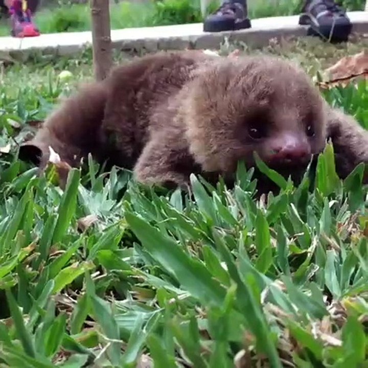 Ce bébé paresseux va vous donner envie de lui donner un câlin. Adorable !
