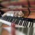 Admirez ce chat qui a de très bons goûts musicaux !